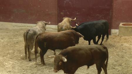 Imagen Los toros del encierro esperan a los vecinos en los corrales de suelta...