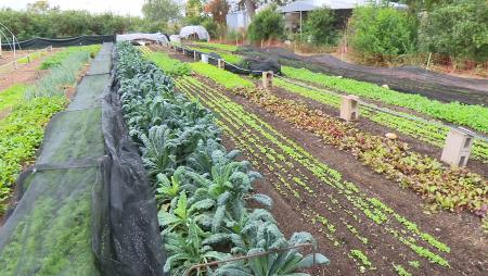 Imagen Hidroponia y Market Gardening, dos innovaciones agrícolas “marca Sanse”
