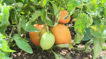 Imagen Los ingredientes para gazpachos, ensaladas y salmorejos se cultivan en los huertos urbanos de Sanse