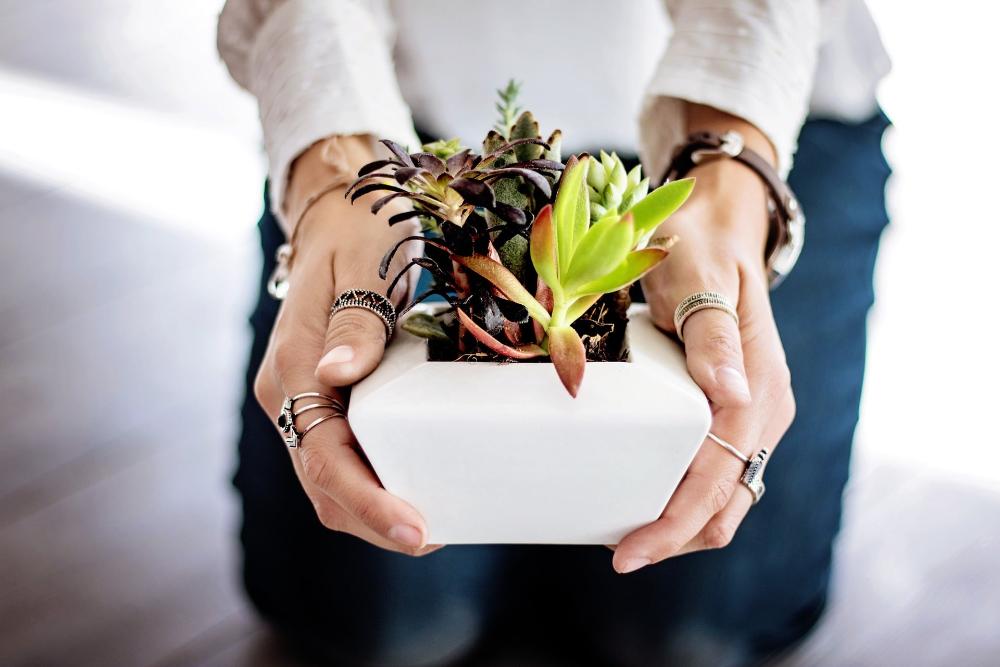 Planta de interior.