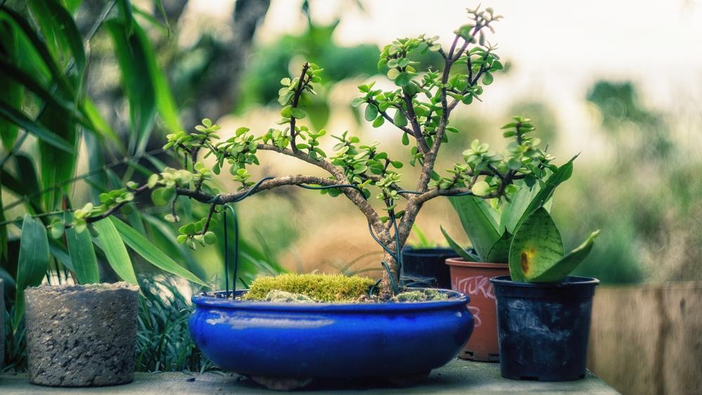 Imagen Nuevos cursos de fin de semana de mayo de ‘Redes sociales’ y de ‘Plantas de interior’ de la Universidad Popular