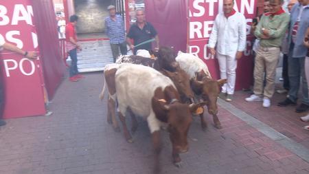 Imagen La trashumancia infantil recrea la antigua tradición de llevar las reses del campo a las calles del pueblo