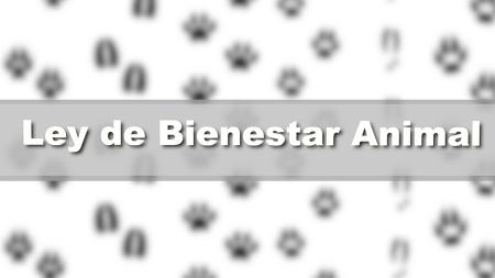 Imagen Nueva Ley de Bienestar Animal, la norma que protege a los animales como 