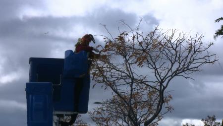 Imagen Los árboles de Sanse se preparan para el invierno