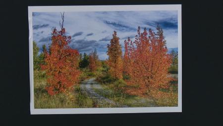 Imagen La biblioteca Marcos Ana expone las fotografías del otoño en San Sebastián de los Reyes