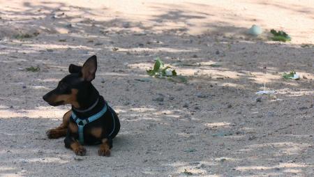 Imagen Sanse pone en marcha su Observatorio Municipal de Protección Animal