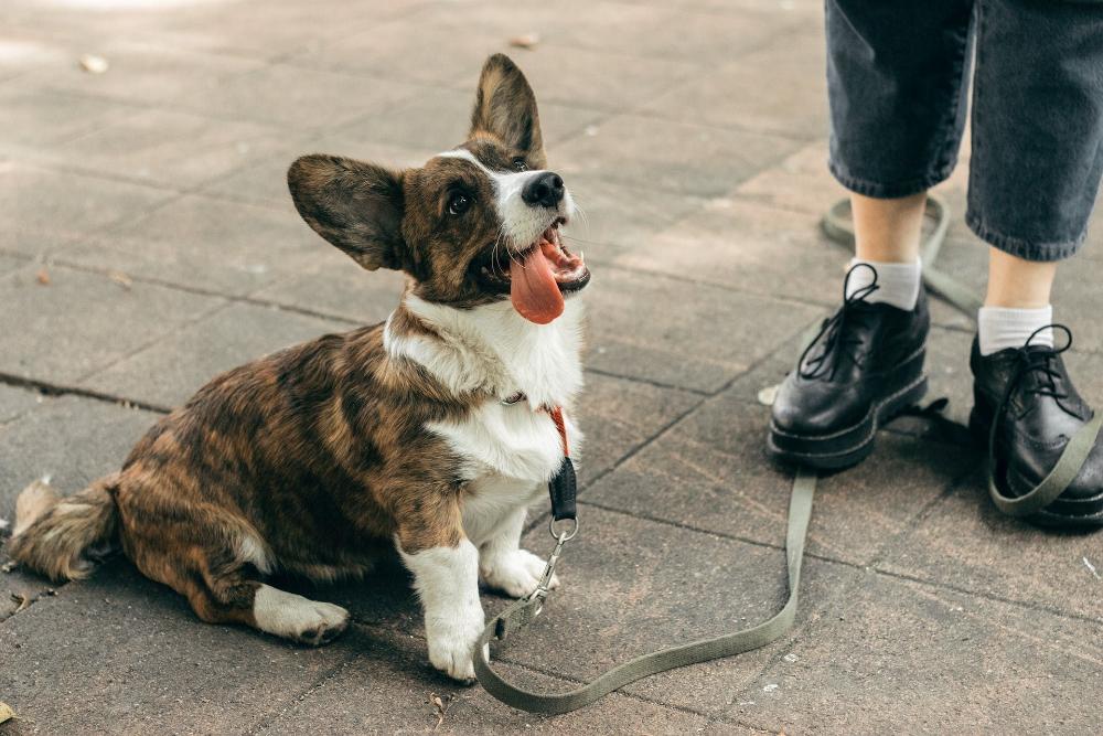 Imagen Las mascotas autorizadas ya pueden acceder a los edificios públicos administrativos