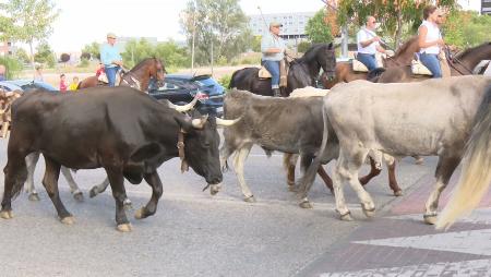 Imagen La trashumancia de bueyes recorre Sanse por segundo año consecutivo