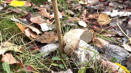 Imagen Bienvenidos al fascinante mundo de las setas y los hongos