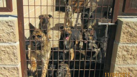 Imagen Desmantelada una perrera ilegal que albergaba 59 animales