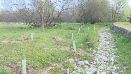 Imagen Sanse lleva a cabo la plantación de 2.375 olmos en sus zonas verdes