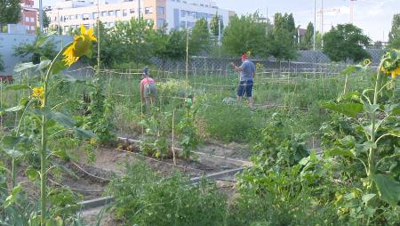 Imagen Abierta la inscripción para los talleres de huertos urbanos ecológicos