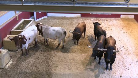 Imagen Los toros de los encierros cara a cara en la visita gratuita a los corrales de suelta