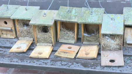 Imagen Preparando las anidaderas, un proyecto del Aula de Naturaleza y El...