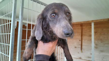 Imagen San Sebastián de los Reyes ofrece una nueva vida para estos perros rescatados