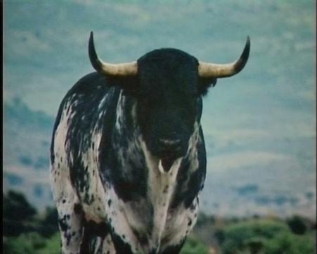 Imagen La vida del toro a través del objetivo de Juan Armendáriz
