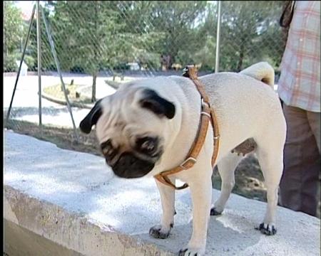 Imagen Un adiestrador asesora a los dueños de mascotas en las áreas caninas de...