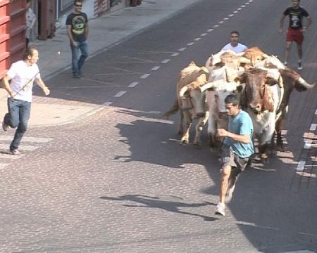 Imagen El encierrillo de los bueyes en Sanse, otra tradición para ver y correr