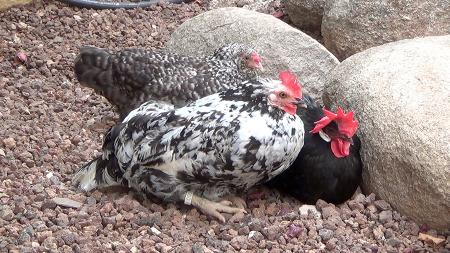 Imagen Cuatro gallinas en el cole, así es el proyecto de innovación educativa...