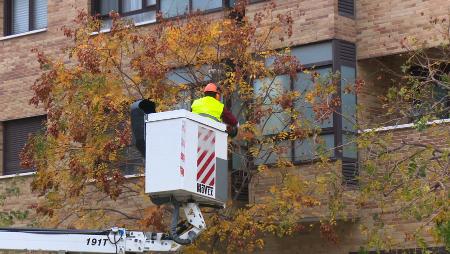 Imagen Temporada de poda para cerca de 4.000 árboles de Sanse