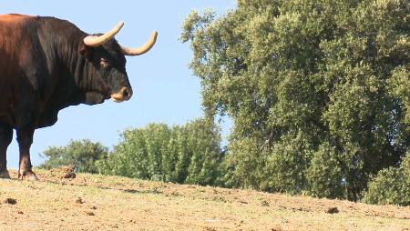 Imagen La incertidumbre invade el mundo taurino