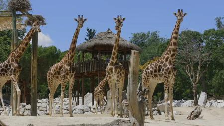 Imagen El 26 y 27 de abril, entradas para el Zoo con descuento para los vecinos de Sanse