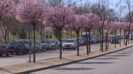 Imagen Aprobados los proyectos de adecuación de las medianas del Paseo de Europa y la avenida Pirineos