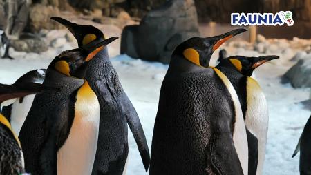 Imagen Entradas con descuento para Faunia, el espacio natural con más de 1200 animales