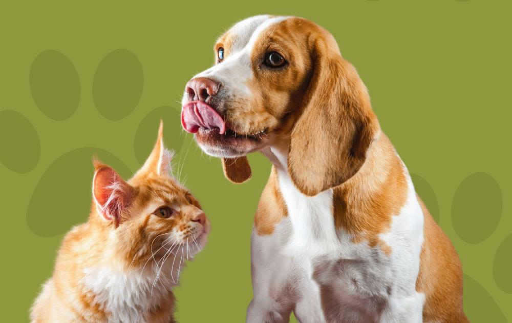Imagen II Edición de `Son más que Mascotas´, una jornada dedicada a la protección animal y su bienestar