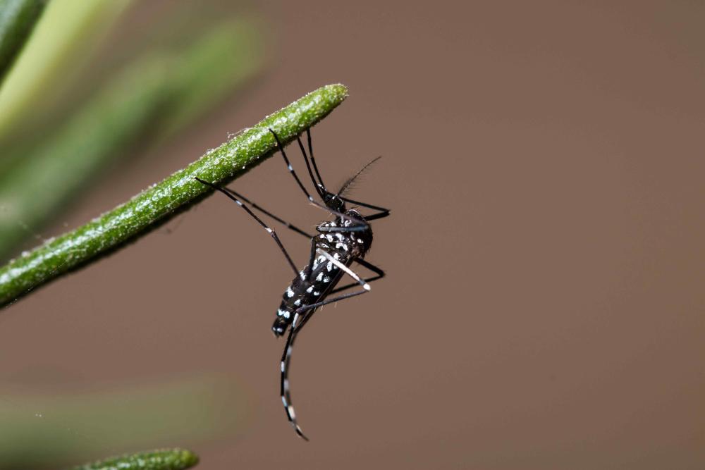 Imagen El Ayuntamiento ofrece algunas recomendaciones ante la presencia del mosquito tigre
