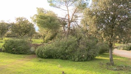 Imagen Prohibido el uso de las áreas recreativas forestales tras el temporal