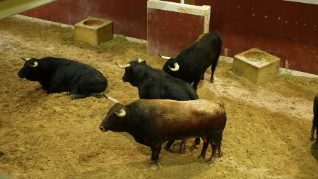 Imagen Visita gratuita a los Corrales de suelta para conocer a los protagonistas del encierro