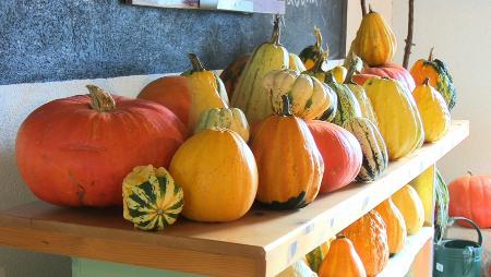 Imagen Es temporada de calabazas en San Sebastián de los Reyes