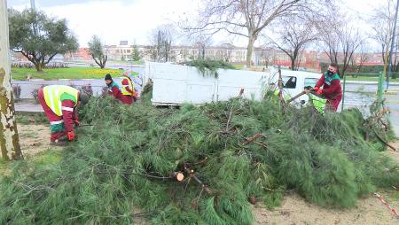 Imagen Se siguen retirando los árboles dañados por el temporal, unos 200 de la...