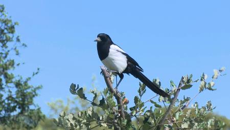 Imagen Jornada gratuita de aves y anidaderas en familia en el Centro de Naturaleza Dehesa Boyal